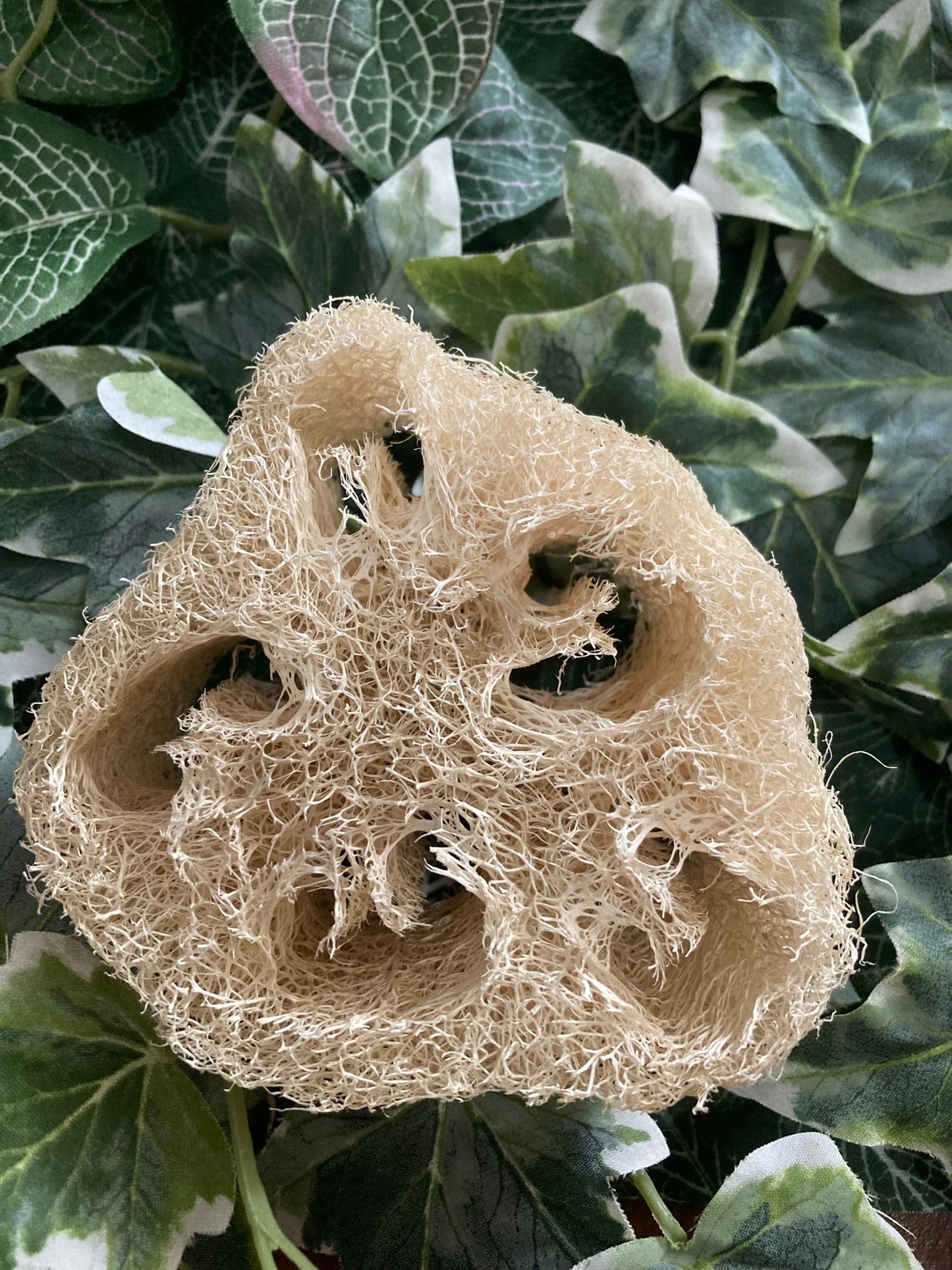 Loofah